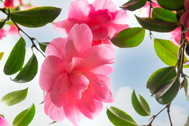 Рожева камелія з квітами - квітами - Фото, зображення