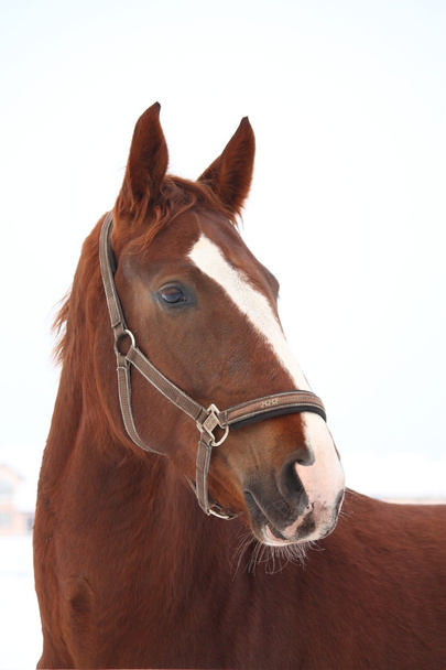 Portrait of brown horse in winter - Photo, Image