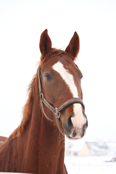 冬の茶色の馬の肖像画 - 写真・画像