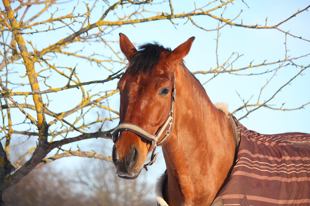 retrato de caballo marrón en invierno
 - Foto, Imagen