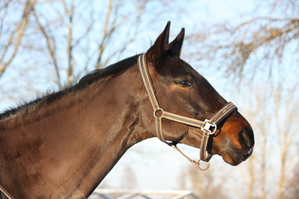 portrait de cheval brun en hiver
 - Photo, image