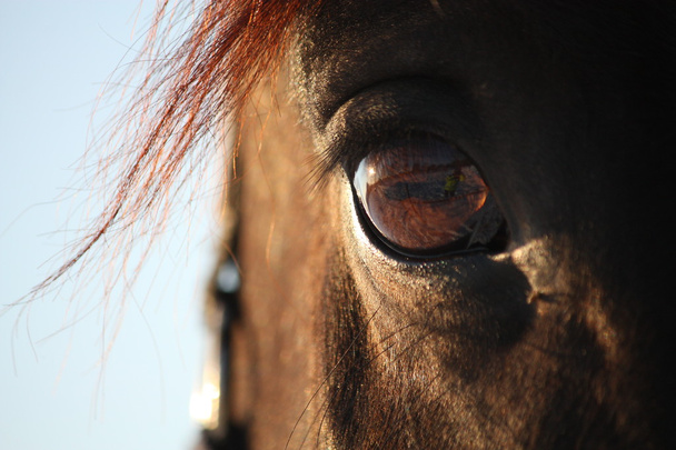 lähikuva ruskea hevonen silmä - Valokuva, kuva