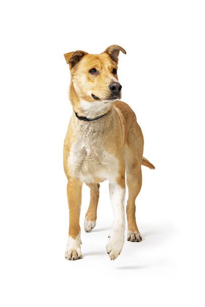 Cute excited medium-sized dog standing on white facing forward lifting paw - Photo, Image