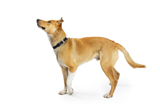 Gemischter großer Schäferhund mit aufgeregtem, aufmerksamen Gesichtsausdruck, der auf weißem Hintergrund steht. - Foto, Bild