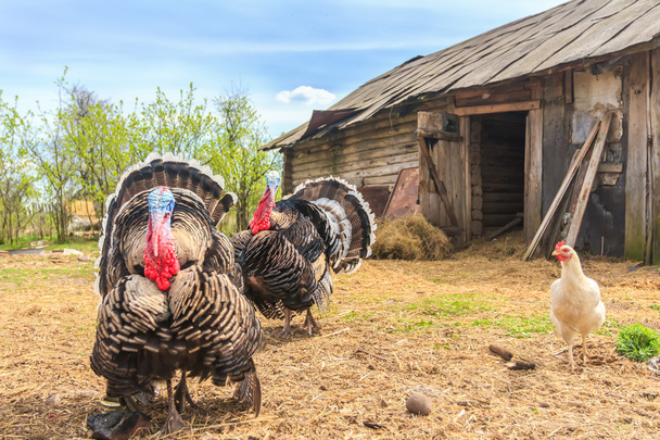 Pompous blown turkeys on chicken coop - Photo, Image