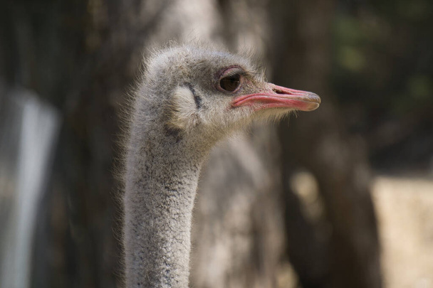 portrait of ostrich in the field. animal - Fotó, kép