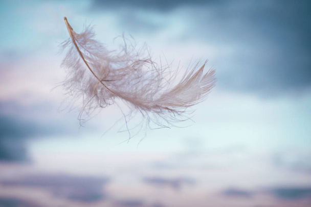White light feather, flying on background of pink-blue sky with clouds - Photo, Image