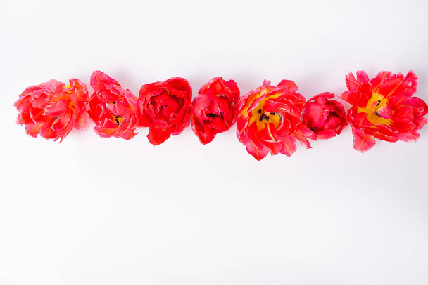 composition of red flower tulips flowers on white background. A place for the text for the invitation, menu, or other. - Foto, imagen