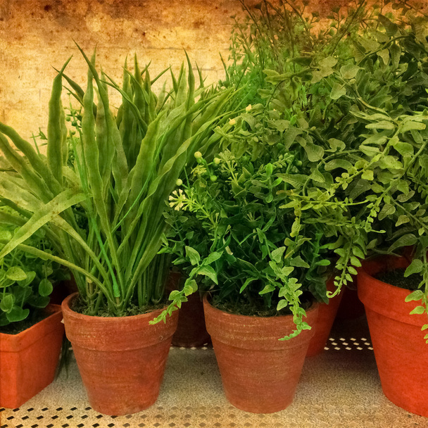 zelené rostliny na rezavou pozadí - Fotografie, Obrázek