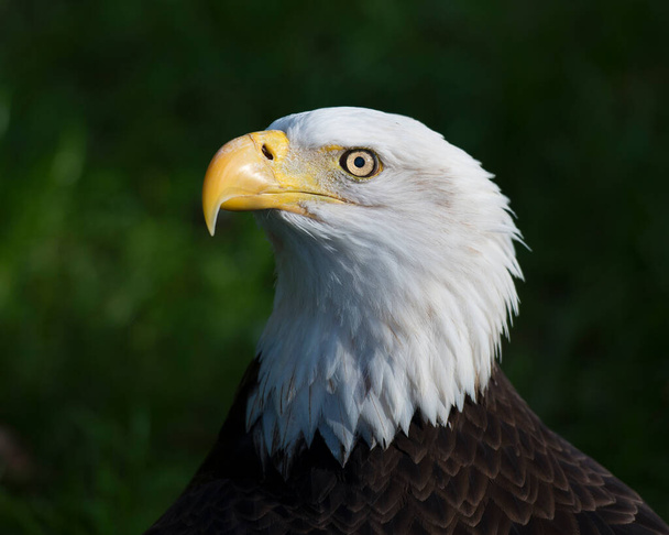 Bald eagle head shot close-up profile view for a portrait displaying head, eye, beak, white crown with a blur background in its environment and habitat. Portrait. Image. Picture. - Foto, Imagem