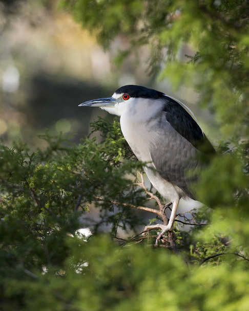 Black crowned Night-heron adult bird close-up perched on a branch displaying blue and white feather plumage, head, beak, eye, and enjoying its habitat and environment with a blur background. - Photo, image