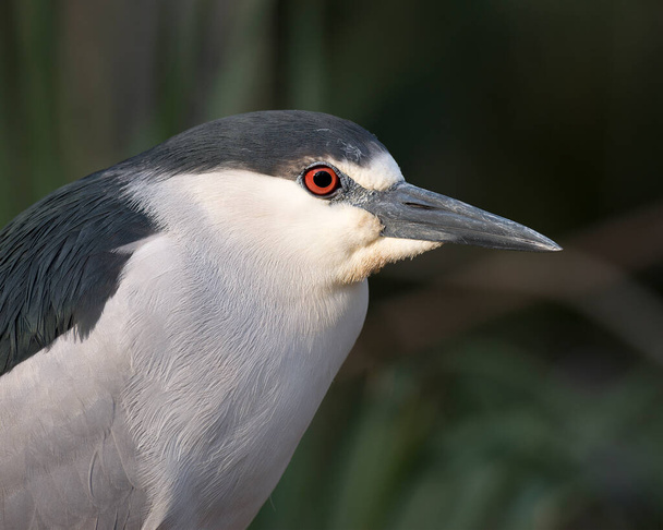 黒冠のナイトヘロンヘッドクローズアッププロフィール側のビューは、青と白の頭の羽状突起、頭、くちばし、赤目、その生息地と環境に表示されるぼかしの背景. - 写真・画像