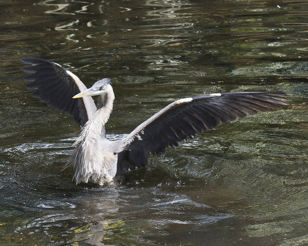 Blue Heron lähikuva vedessä näyttää leviää siivet, sininen sulka plumage, pää, silmä, nokka, pitkä jalka, sen ympäristössä ja elinympäristössä. Kuva. Kuvassa. Muotokuva. - Valokuva, kuva