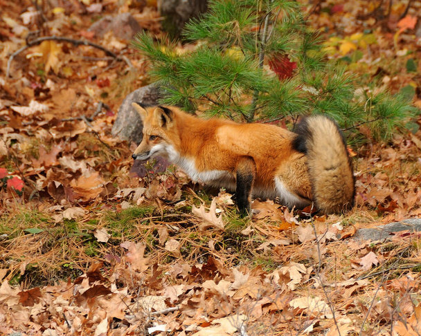 Red Fox vue de profil rapproché dans la forêt son habitat et son environnement montrant la queue buissonnante de renard, fourrure de renard, pattes, avec une feuille d'automne sur le sol. Fox Image. Une photo. Portrait. - Photo, image