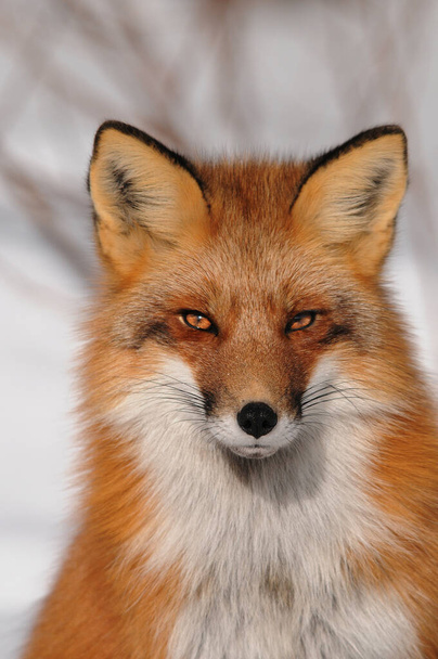 Het hoofd van Red Fox maakte een close-up profielweergave met wazige achtergrond in het bos in het winterseizoen, genietend van zijn habitat en omgeving. Fox Afbeelding. Afbeelding. Portret.  - Foto, afbeelding