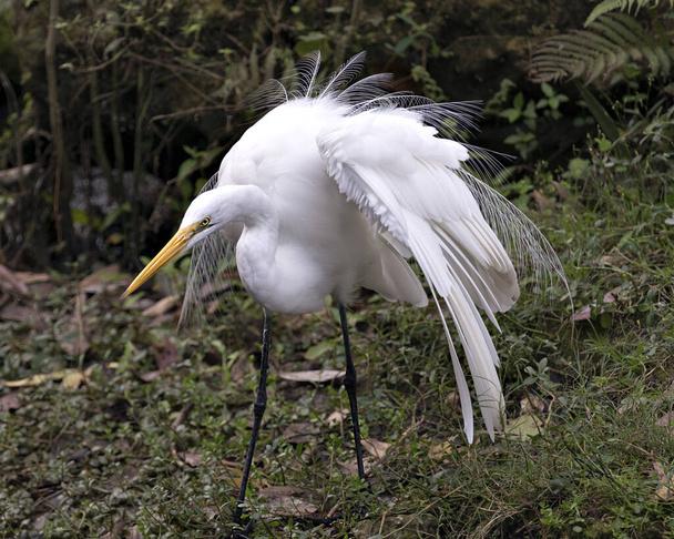 Great White Egret bird close-up profile view in the water with spread wings with a water background displaying head, yellow beak, eye, white fluffy feathers plumage in its environment and habitat. - Photo, Image