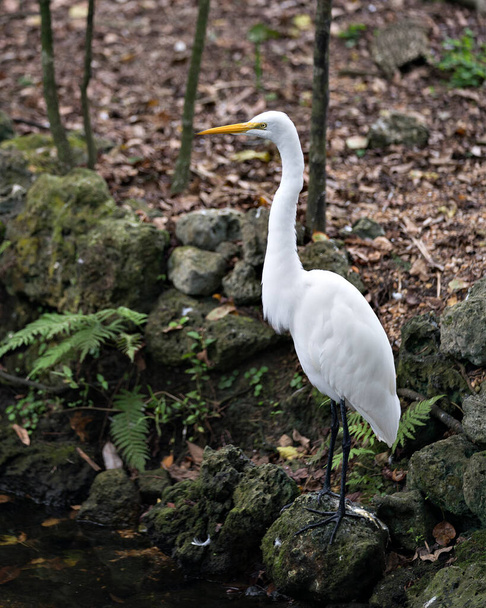Great White Egret junto al agua parada sobre una roca de musgo y follaje en su entorno y rodeada con un fondo de musgo borroso. - Foto, imagen