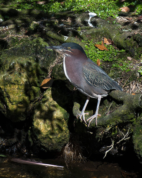 Green Heron standing on moss branch and foliage background, displaying feather plumage, beak, in its environment and habitat. - Fotografie, Obrázek