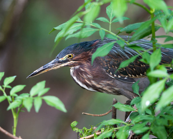 Green Heron head close-up profile view perched on a branch displaying bird eye, beak, with a blur background in its environment and habitat. - Valokuva, kuva