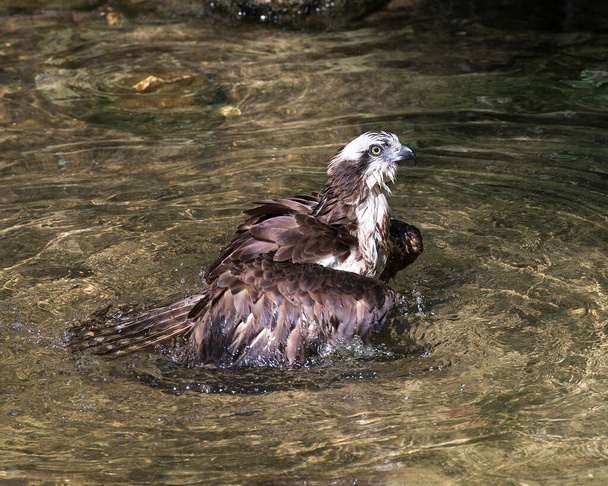 Visione ravvicinata del profilo Osprey con ali spiegate, in acqua nel suo habitat e ambiente mostrando piumaggio umido di piume brune, coda, testa, occhio, becco. - Foto, immagini