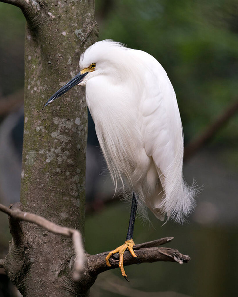 Snowy Egret bird close-up profile view perched on a branch with blur background, displaying beautiful white feathers, beak, eye, legs, yellow feet in its environment and habitat. - 写真・画像