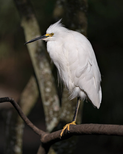 Snowy Egret close up profile view perched on branch with a blur background, displaying white feather plumage, wings,  in its environment and habitat.  - Zdjęcie, obraz