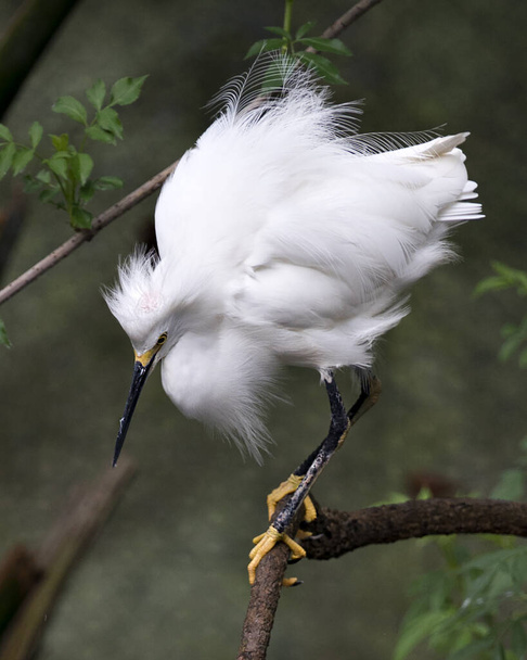 Snowy Egretプロフィールを閉じると、白い羽の羽の羽の羽、ふわふわの羽の羽、頭、くちばし、目、足がその環境と生息地に表示されるぼやけている背景が表示されます. - 写真・画像