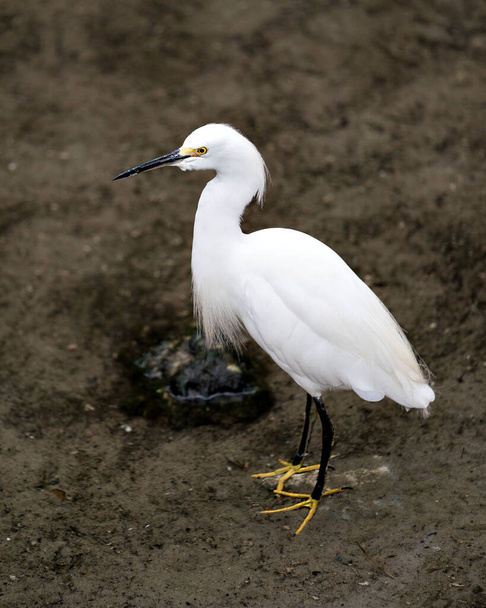 Snowy Egret close up standing by the water exposing its body, head, beak, eye black legs, yellow feet, in its environment and surrounding with a nice background. - Photo, image
