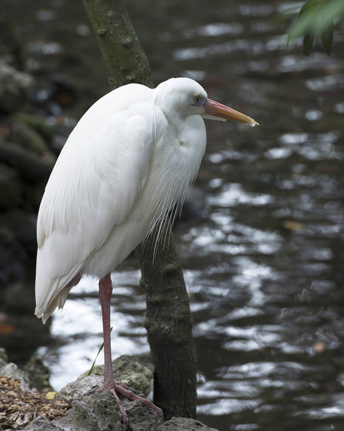 Great White Heron close-up profile viewbird standing on a rock  in the water exposing its body, head, long neck, beak, legs, feet in its environment and surrounding with a nice blur  background. - Zdjęcie, obraz