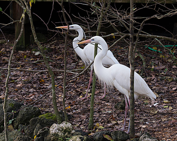 Grote Witte reiger vogels in hofmakerij met prachtige witte veren verenkleed, pluizige veren, in hun omgeving en habitat. - Foto, afbeelding
