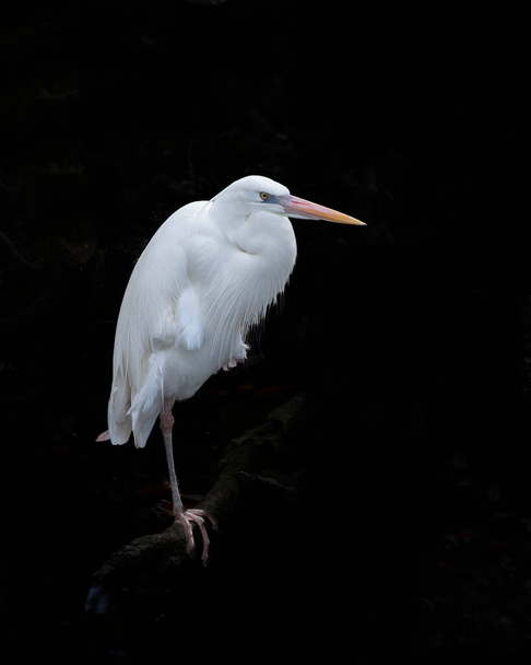 Gran garza blanca vista de primer plano del perfil de pie en el tronco con un fondo de contraste negro en su entorno y hábitat. - Foto, imagen