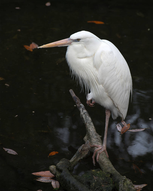 Great White Heron close-up profile view standing on log displaying beautiful white fluffy feathers plumage by the water with a background in its environment and habitat. - Zdjęcie, obraz