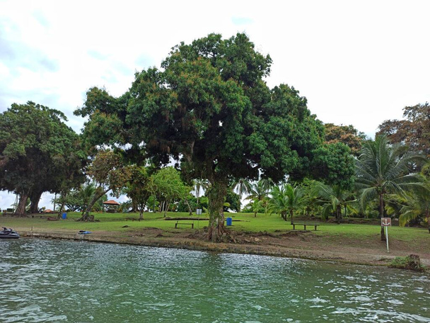 Вид на дерева в Кастільйо-де-Сан-Феліпе-де-Лара в сонячний день, Лівінгстон, Ізабала, Гватемала. Концепція відпустки - Фото, зображення