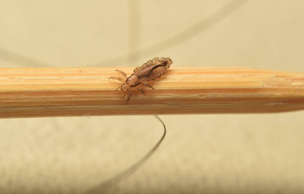 Piojos de insectos se arrastraron sobre un palillo de dientes, aislados sobre un fondo borroso. - Foto, Imagen