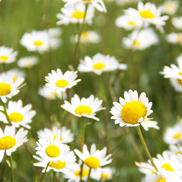 Daisy flowers - Photo, image