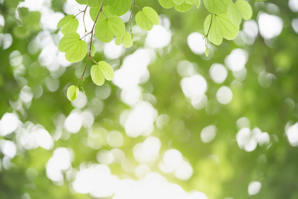 Mooie natuur uitzicht groen blad op wazig groen achtergrond onder zonlicht met bokeh en kopieer ruimte met behulp van als achtergrond natuurlijke planten landschap, ecologie wallpaper concept. - Foto, afbeelding