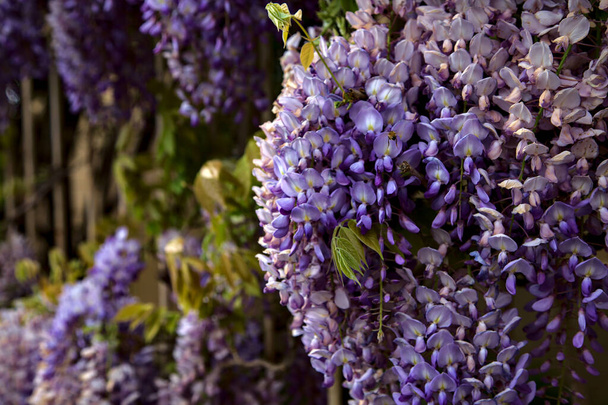 Wisteria in bloom seen up close - Photo, Image