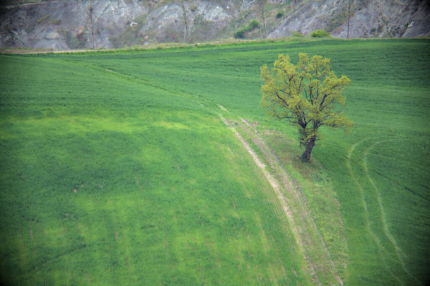 Dirt path on the side of a hill with a tree by the edge of it - Photo, image