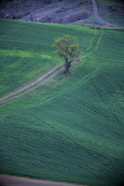 Dirt path on the side of a hill with a tree by the edge of it - Foto, Imagen