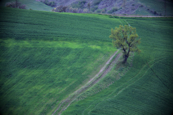 Dirt path on the side of a hill with a tree by the edge of it - Foto, imagen