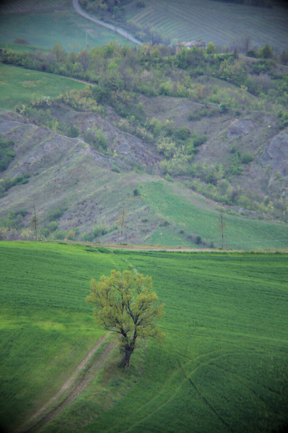 Dirt path on the side of a hill with a tree by the edge of it - Photo, image