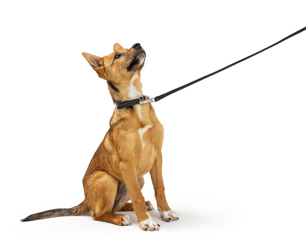 Carino cane cucciolo giallo viene addestrato troppo imparare a sedersi e rimanere mentre al guinzaglio - Foto, immagini