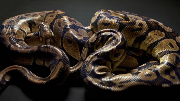 Footage of ball python in dark background - Φωτογραφία, εικόνα