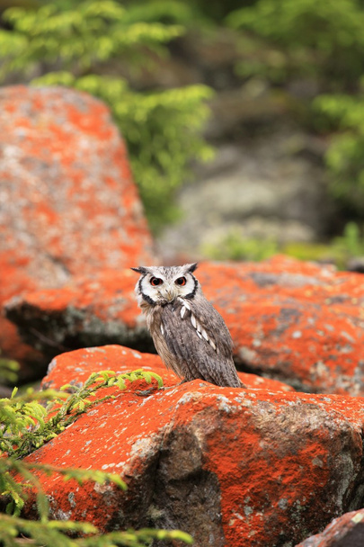  Southern White-faced Scops Owl - Photo, Image