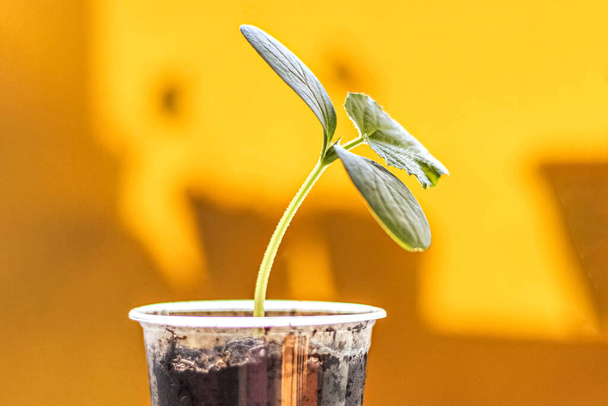 Растительная капуста. Выращивание молодых огуречных саженцев в чашках. Концепция садоводства и уборки - Фото, изображение