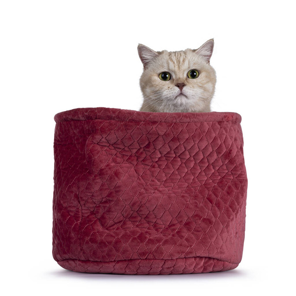 Crème douce timide British Shorthair chat, assis dans un grand sac rose. En regardant vers la caméra. Isolé sur fond blanc. - Photo, image