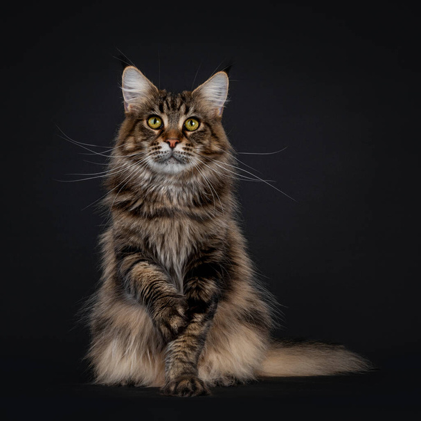Impressionante jovem adulto preto tabby Maine Coon gato, sentado de frente para a frente com uma pata brincalhão no ar. Olhando diretamente para a câmera com olhos hipnotizantes. Isolado em fundo preto. - Foto, Imagem