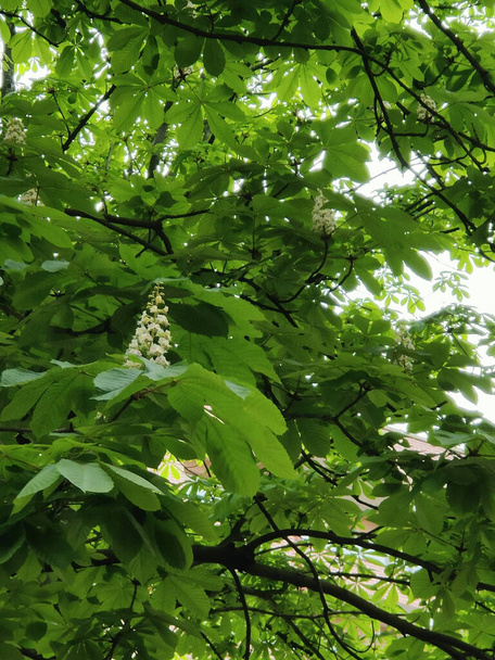 A closeup shot of a chestnut tree with green leaves and white blossoms - Photo, Image