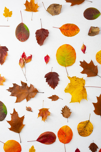 Autumn composition. Frame made of autumn leaves on a white background. Flat lay, top view - Φωτογραφία, εικόνα