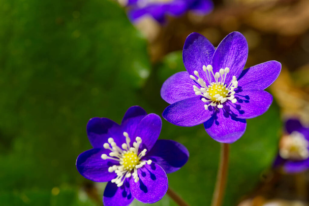 Floración en el bosque púrpura Hepatica. Hepatica nobilis o Anemone hepatica especies protegidas planta medicinal - Foto, Imagen
